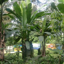 Banana trees of La Jungla